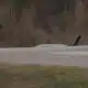 Judge vows action as more reports of dog attacks pour in out of Liberty County