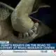 MSAQ rehabilitates 40 Kemp’s ridley sea turtles, names them after global superstar