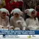 St. Thomas the Apostle Catholic Church holds ‘Feast of the Three Kings’