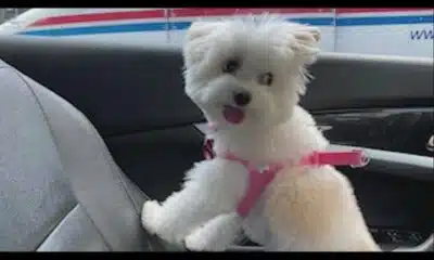 Owner of stolen support dog pleads for her return