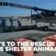 Wings of hope: Shelter animals flown to find homes up north
