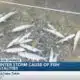 Thousands of dead fish floating in Jackson County bayous a result of unprecedented winter storm
