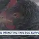 Bird flu impacting Tennessee's egg supply