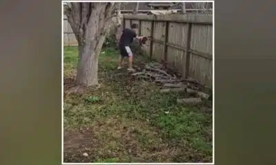 Dog expected to make full recovery after being hit, kicked by Sugar Land man in backyard