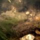 Protecting the hellbender is a link to protecting human health