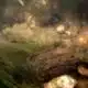 Protecting the hellbender is a link to protecting human health