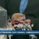 Hattiesburg Zoo welcomes four-toed hedgehogs to the 4 O'Clock Show
