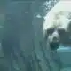 Saint Louis Zoo exchanges resident polar bear for twins