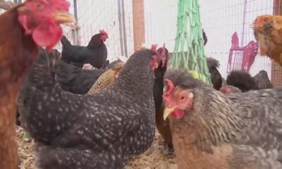 Egg prices soar as bird flu impacts farms across U.S.