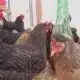 Egg prices soar as bird flu impacts farms across U.S.