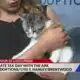 Adopt Mr. Ollie the cat from the APA