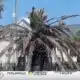 South Mississippi gardeners say dead palm trees could bounce back during warmer spring