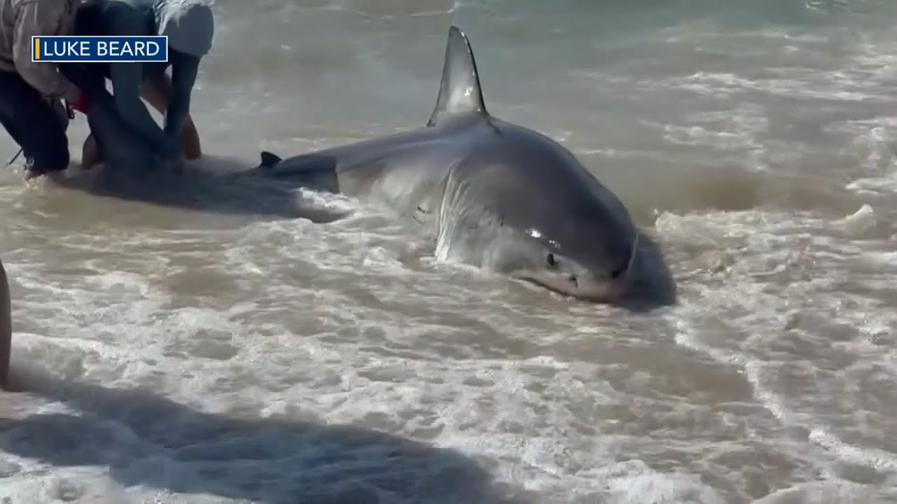 Rare catch of great white shark raises questions over state laws