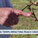 Freezing temperatures affecting TN peach crops