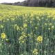 Bills limiting liability of pesticide makers sweeping through legislatures | Georgia