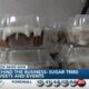 Behind the Business: Sugar Tribe Sweets and Events