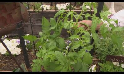 Ready for spring cleaning? Here are some tips to clean up your gardens