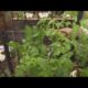 Ready for spring cleaning? Here are some tips to clean up your gardens