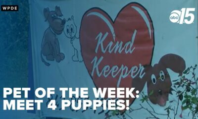 Pet of the week: Meet these 4 puppies!