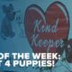 Pet of the week: Meet these 4 puppies!