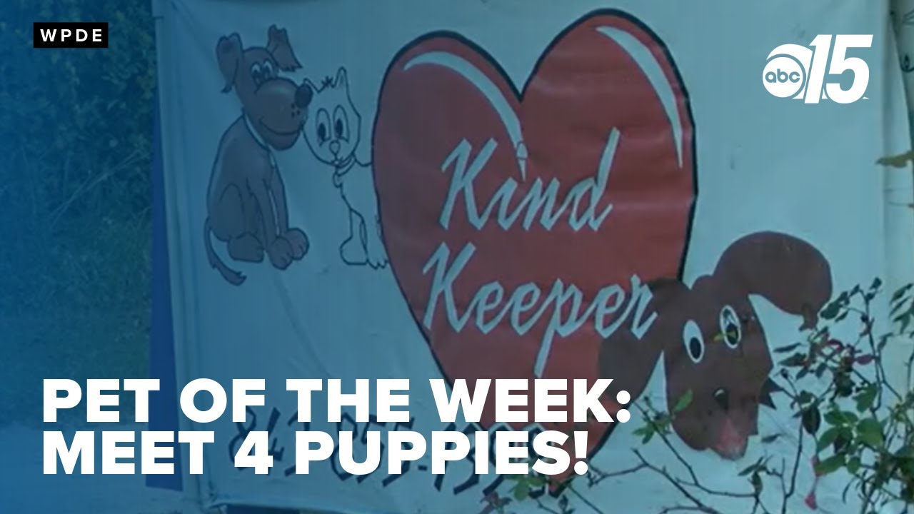 Pet of the week: Meet these 4 puppies!