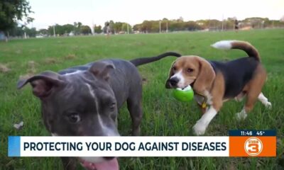 Protecting your dog against diseases