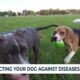 Protecting your dog against diseases