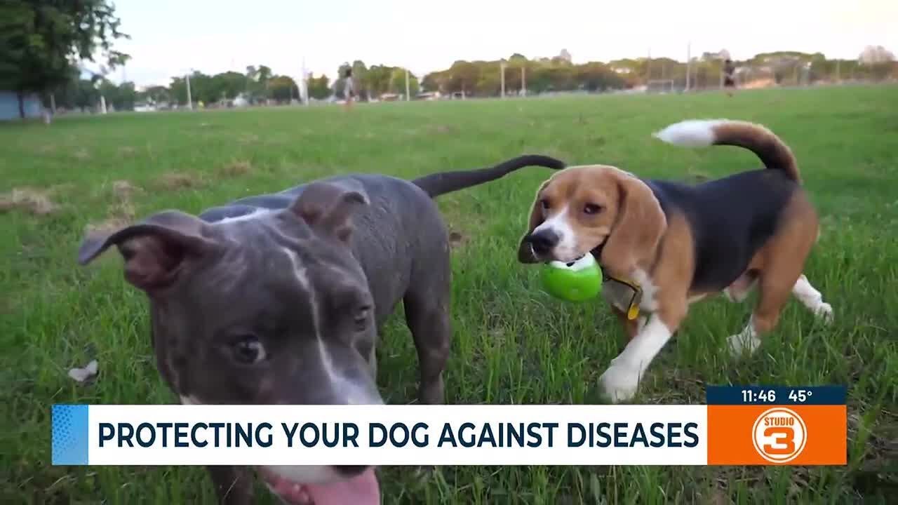 Protecting your dog against diseases