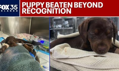 Puppy beaten beyond recognition fighting for its life