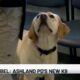 Ashland Police Department welcomes electronic sniffing K-9