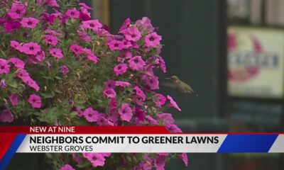 Webster Groves wants residents to delay mowing for pollinator support