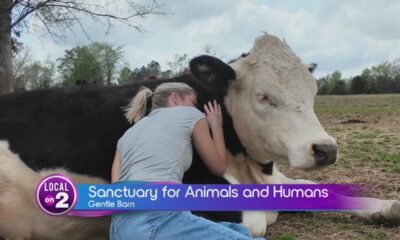 The Gentle Barn: Inspiring Kindness and Compassion