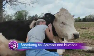 The Gentle Barn: Inspiring Kindness and Compassion