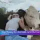 The Gentle Barn: Inspiring Kindness and Compassion