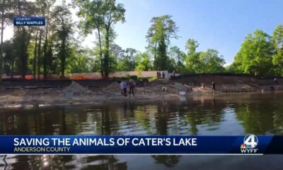 Saving the animals of Cater's Lake