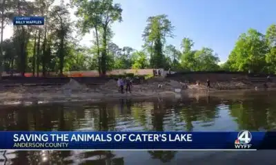 Saving the animals of Cater's Lake