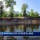 Saving the animals of Cater's Lake