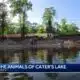 Saving the animals of Cater's Lake