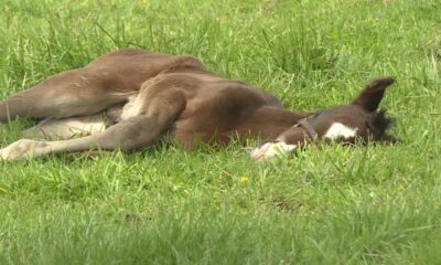 Lexington farm celebrates promise of new life as foals are born