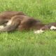 Lexington farm celebrates promise of new life as foals are born
