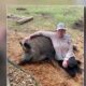 El Campo family's beloved pet pig, Rosie, shot and killed in broad daylight