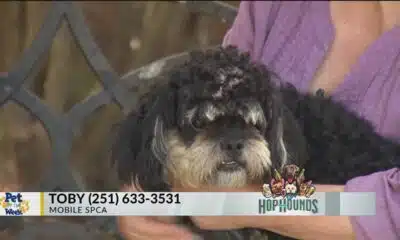 Pet of the Week: Toby, the Poodle-Mix