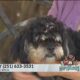 Pet of the Week: Toby, the Poodle-Mix