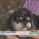 Pet of the Week: Toby, the Poodle-Mix
