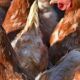 Exports, international trade resumes for North Carolina poultry | North Carolina