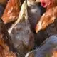 Exports, international trade resumes for North Carolina poultry | North Carolina
