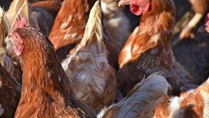 Exports, international trade resumes for North Carolina poultry | North Carolina