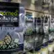 Kratom to be 21+ in Mississippi