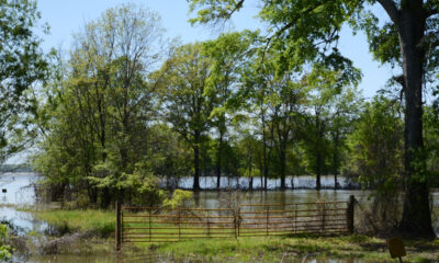 Mississippi River named most endangered of 2025 by non-profit American Rivers