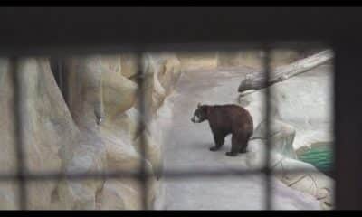 Actor Joaquin Phoenix backs push to free two bears in tourist attraction